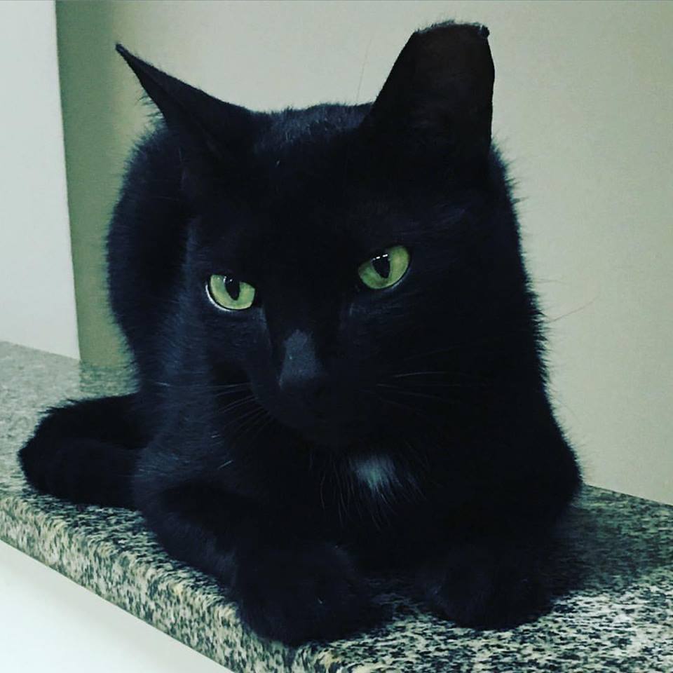 Gato Orlando Teixeira