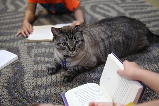 library-cat-fired_fran-1